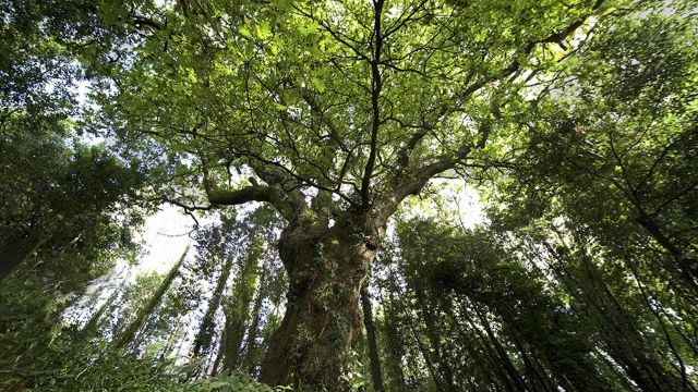 El carballo de Conxo optará a ser el Árbol Europeo del 2022.