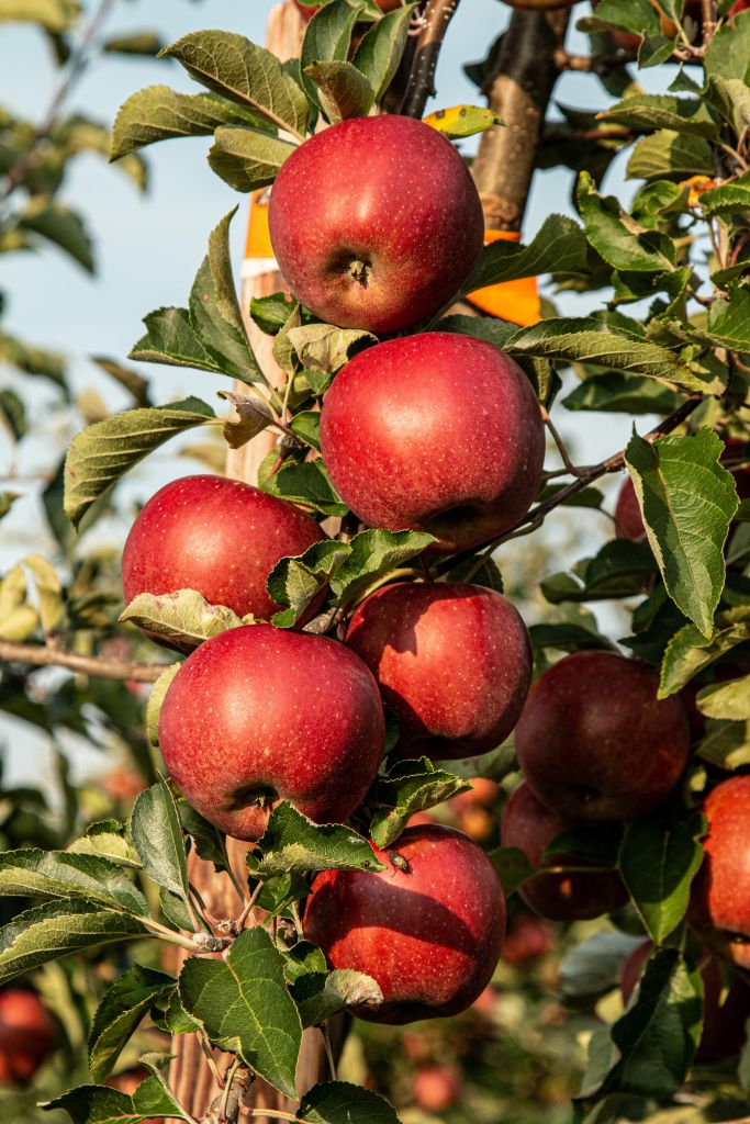 Las mejores frutas de temporada para cuidarnos en Galicia durante estas  navidades