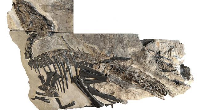 Esqueleto de Bruno, un individuo adulto del dinosaurio 'Tethyshadros insularis' descrito en este nuevo estudio. Foto: P. Ferrieri