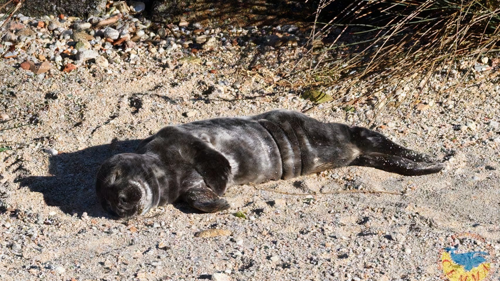 'Max', la primera cría de foca gris que llega a costas gallegas este año.