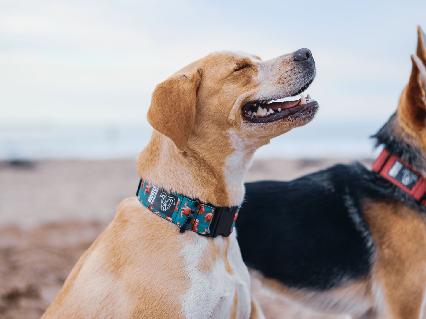 Arriesgado Whitney Docenas Elevrel, la marca gallega sostenible de correas y collares indestructibles  para perros