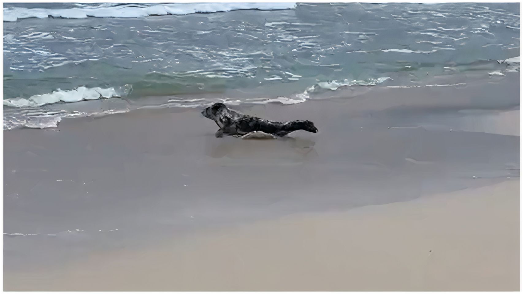 El cachorro regresando al mar.