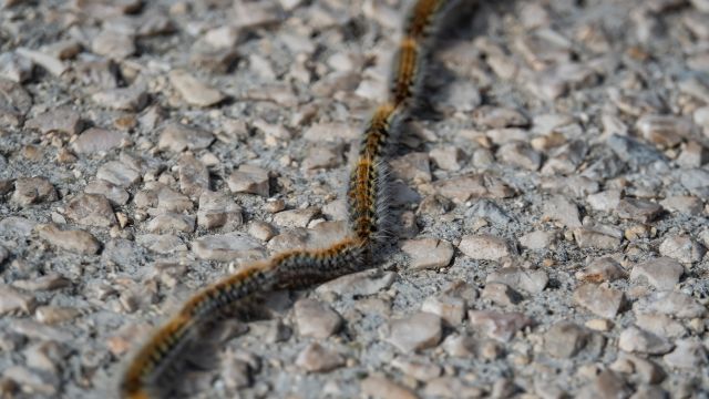 Oruga procesionaria.