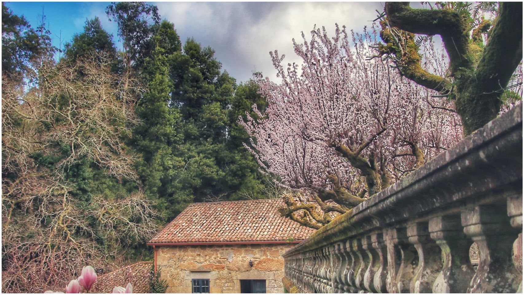 Los cerezos japoneses del Pazo do Faramello, en flor.