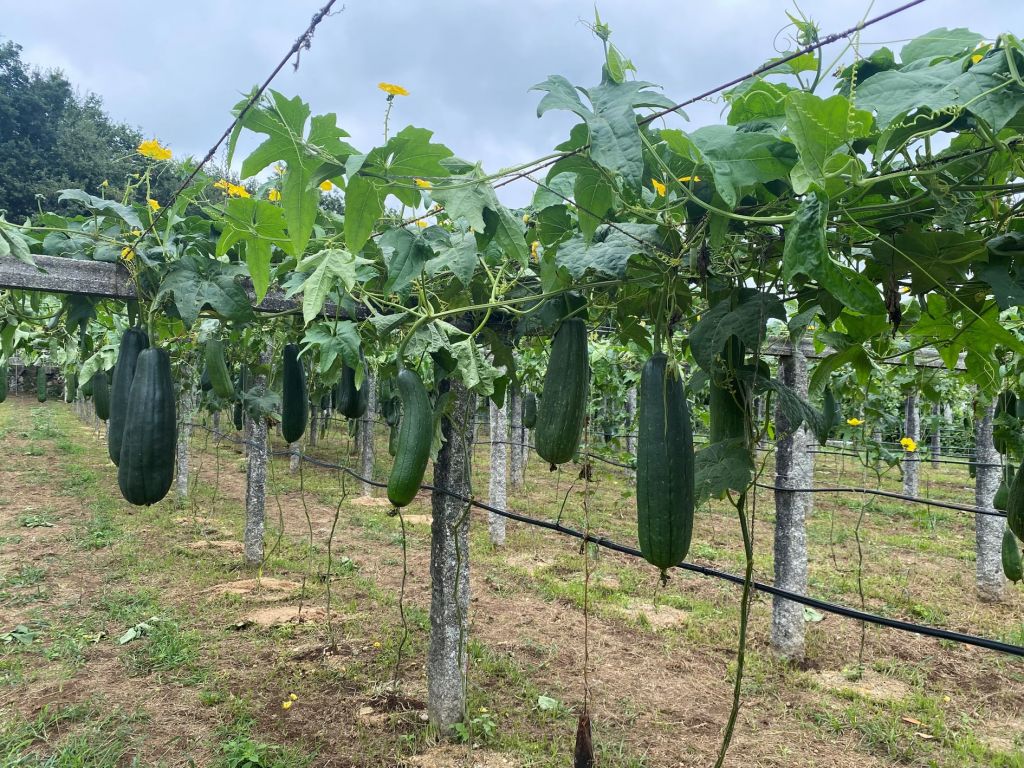 Las esponjas vegetales de planta de luffa y con patente europea se cultivan en Galicia