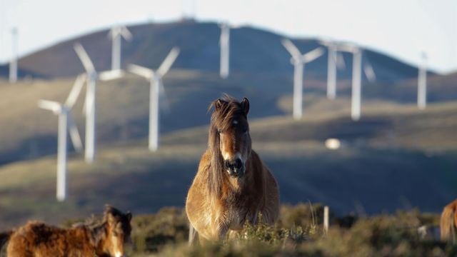 Un caballo observa los aerogeneradores del Parque eólico de Tronceda, en la Serra do Xistral.