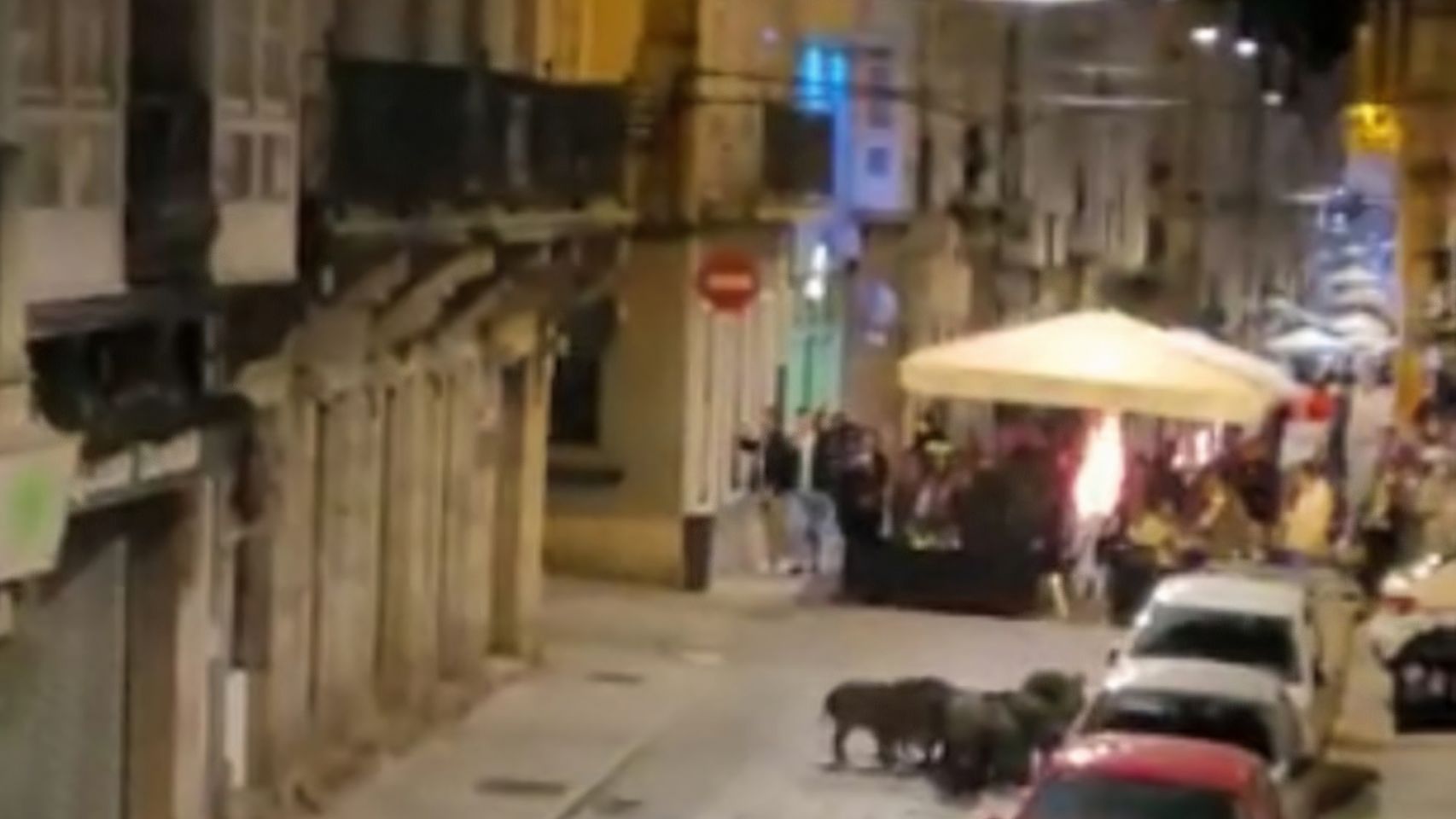 Un grupo de jabalíes pasea de noche por el centro de Ferrol.