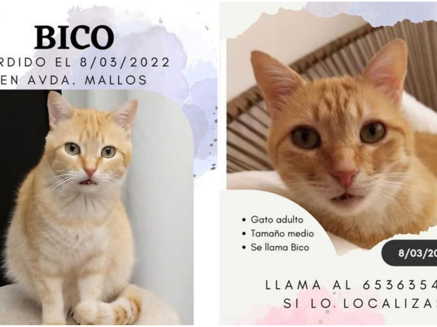 Piden ayuda para encontrar Bico, un gato perdido en la de Os Mallos en Coruña