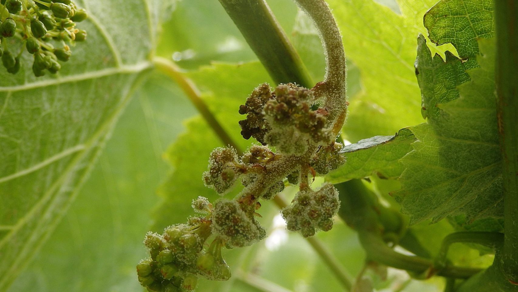 Aviso fitosanitario en las viñas por el avance del mildio.