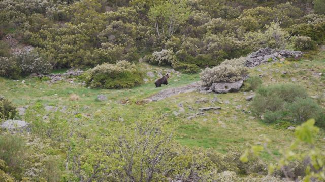 El oso avistado en Os Ancares.