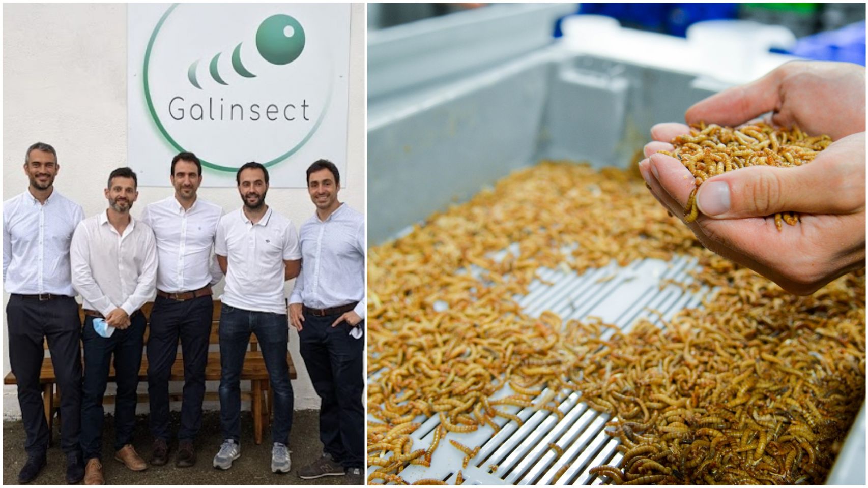 Galinsect, la primera granja de insectos de Galicia. 