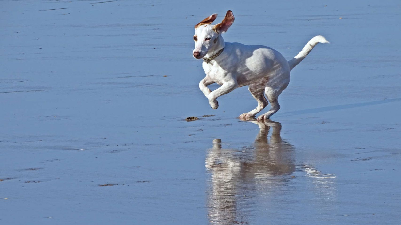 Un perro disfrutando del mar (Shutterstock)