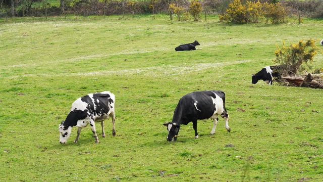Varias vacas lecheras pastorean en la granja Casa Grande de Xanceda.
