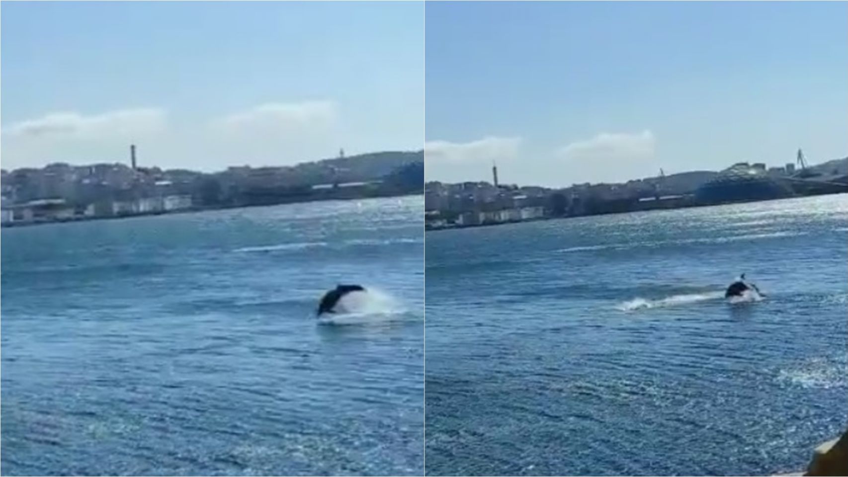 Los delfines que ayer se vieron en el dique de A Coruña.