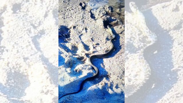 Imagen de la culebra capturada en la playa de Saiáns.