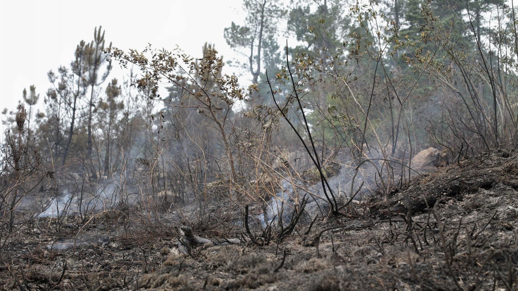 Incendio forestal en A Pobra do Brollón (Lugo). 