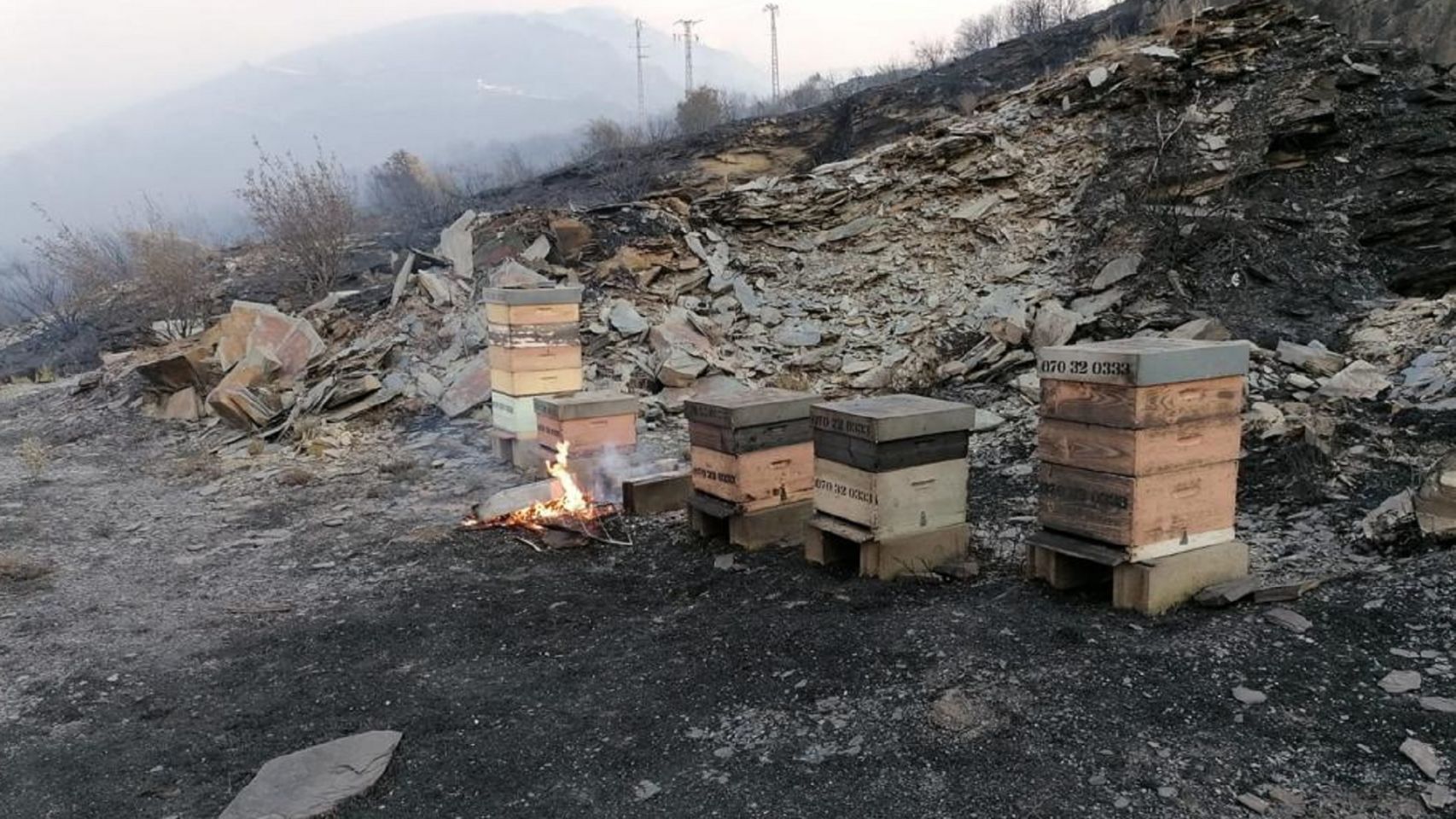 Colmenas quemadas en los incendios que desde hace días arrasan Galicia.