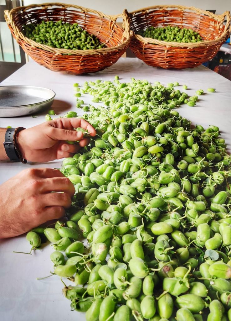 Una joya en la huerta El garbanzo verde lágrima, de Galicia a cocinas con estrella