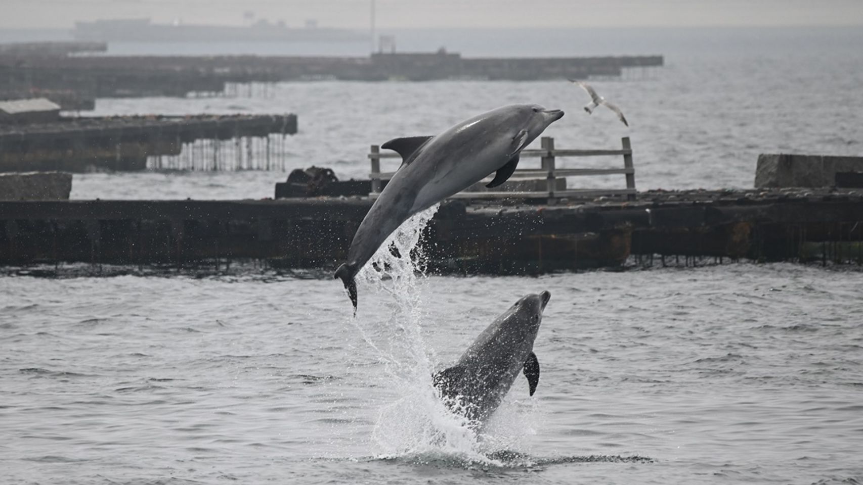 Delfines en las Rías Baixas. 