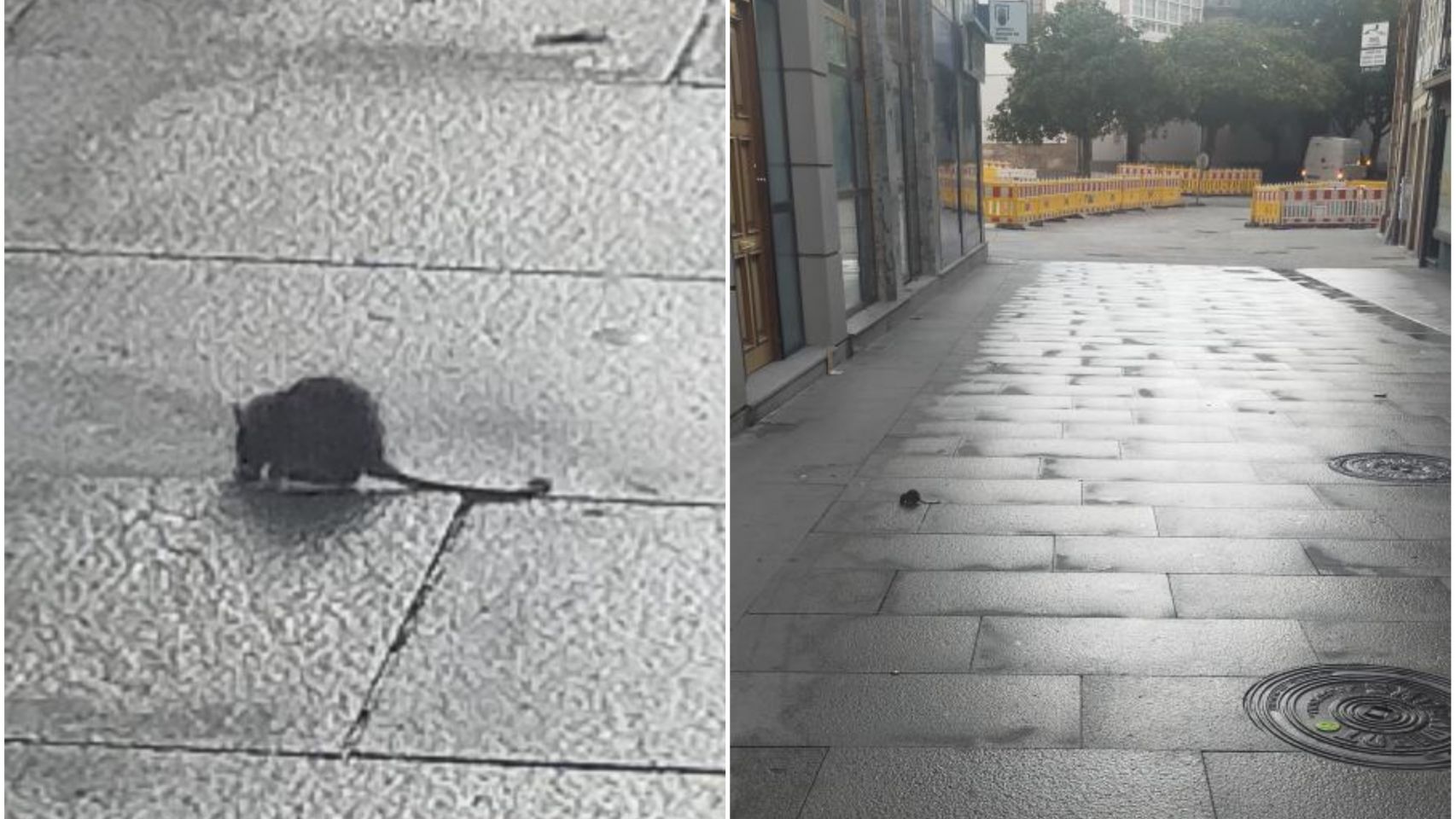 Una rata pasea por la calle San Agustín 