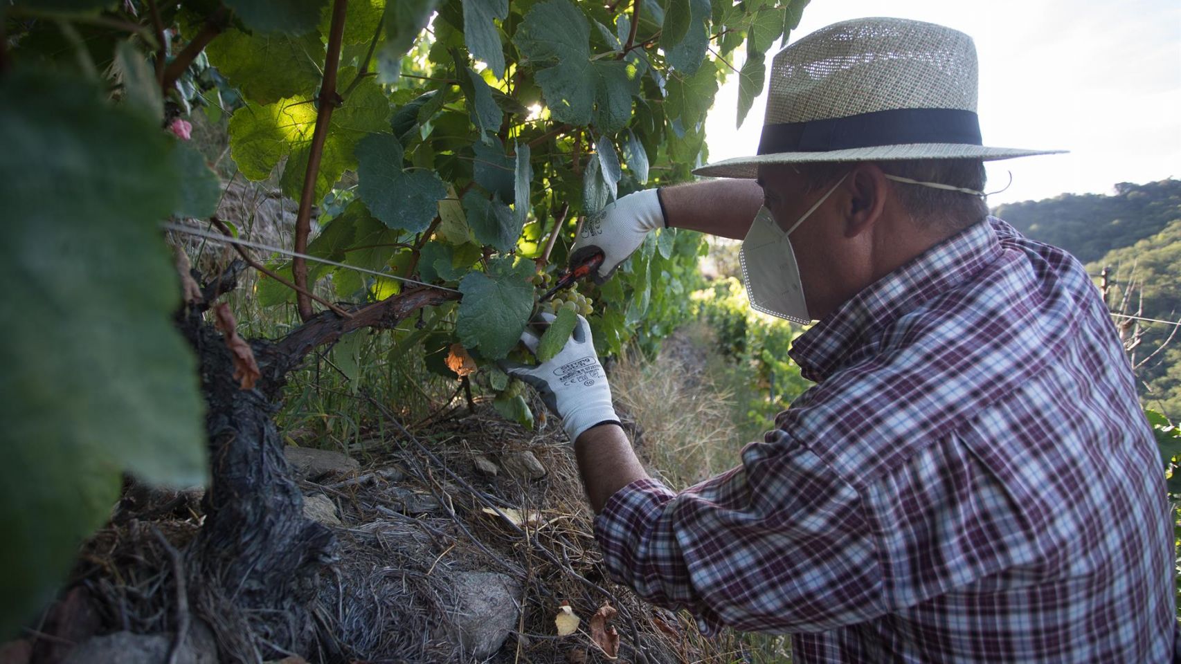 Un vendimiador corta racimos de uvas en el viñedo.
