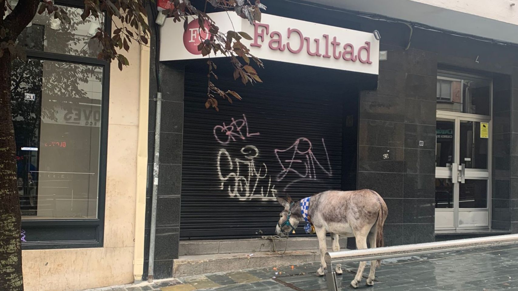 El burro Espíritu Santo atado a la puerta de la discoteca Facultad