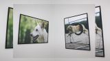 Exposición de fotografía `Raza Can de Palleiro´ en Fene (A Coruña)