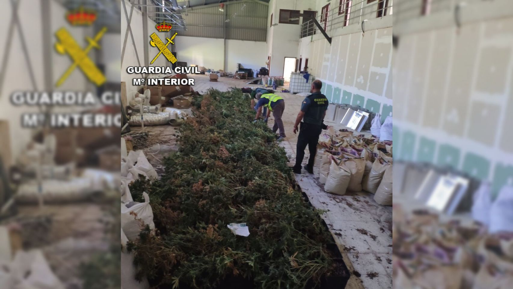 Desmantelamiento de una plantación de marihuana en Mos (Pontevedra).