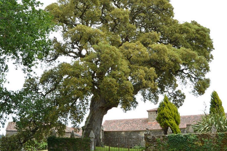 Las Rías Baixas, el refugio de los árboles más antiguos y singulares de  Galicia