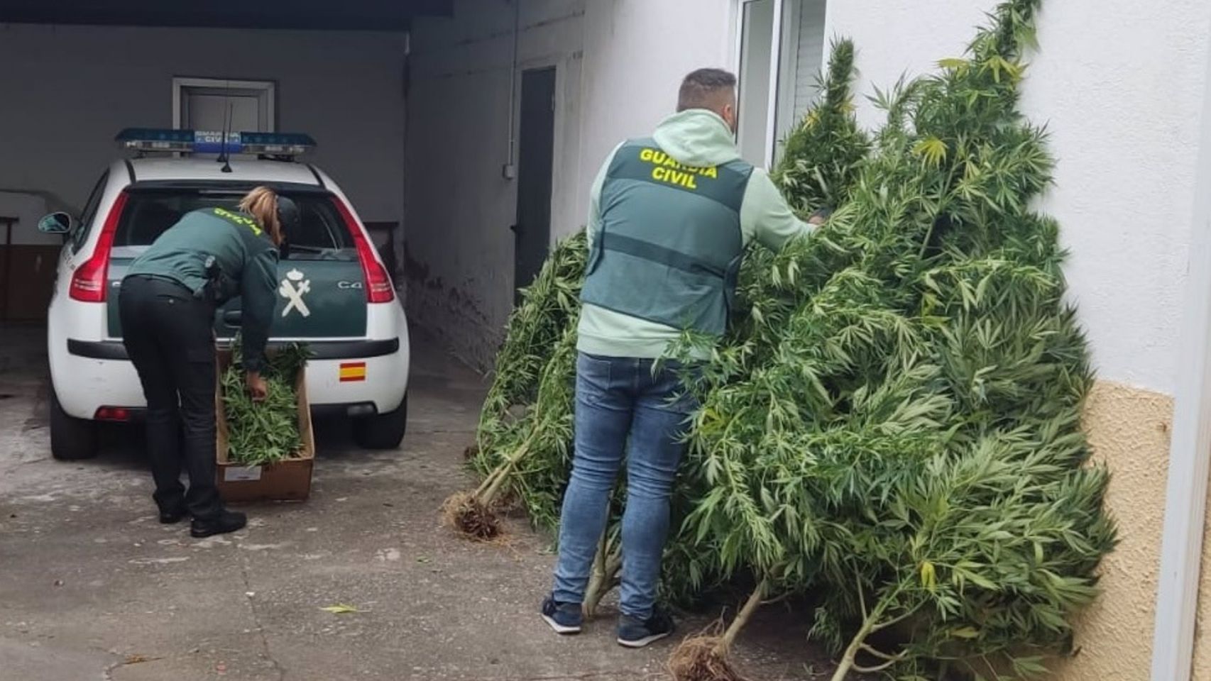 Incautación de marihuana en Ourense.