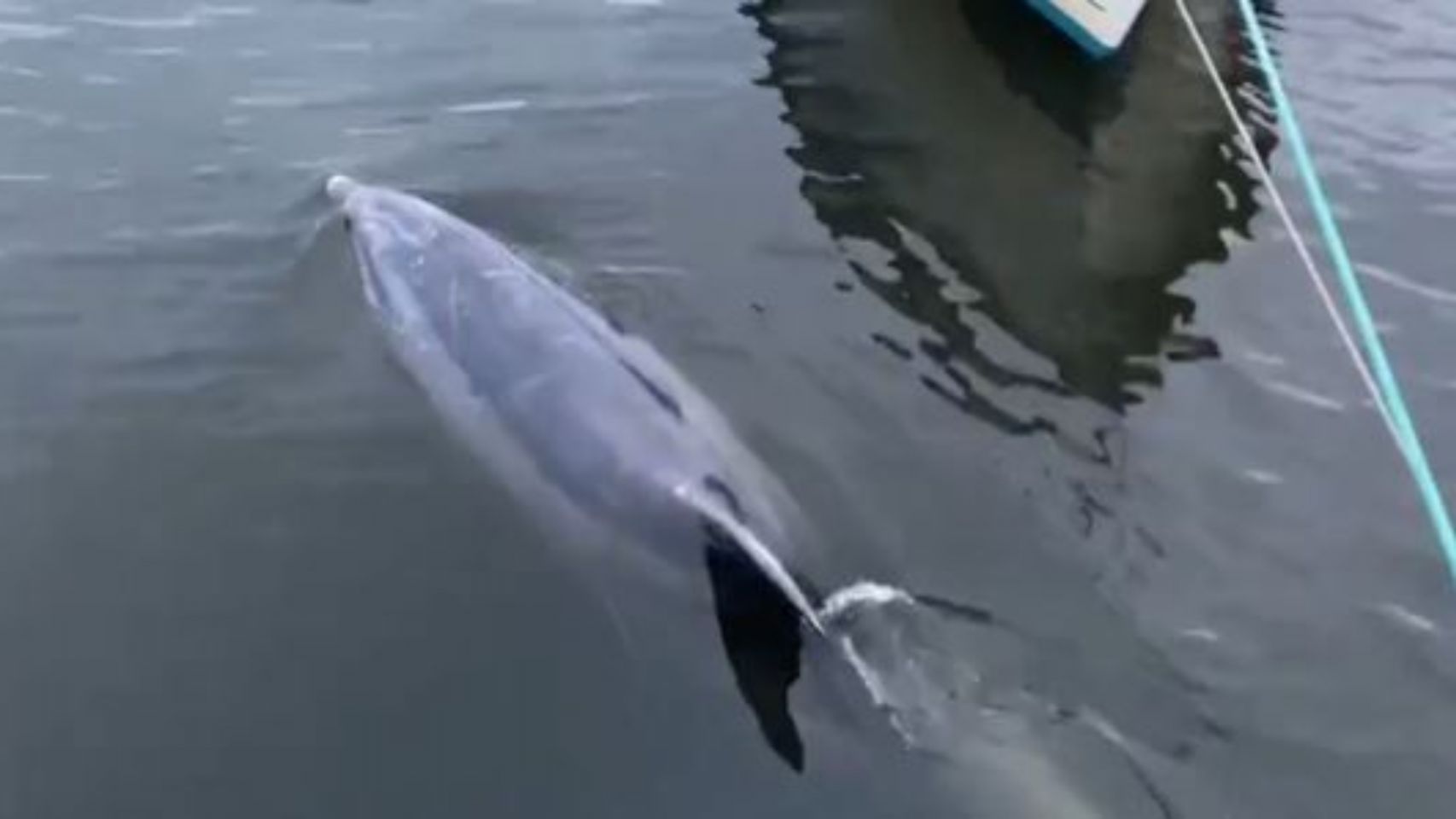 El delfín Confi o Manoliño, herido con el arpón en la ría Muros-Noia.