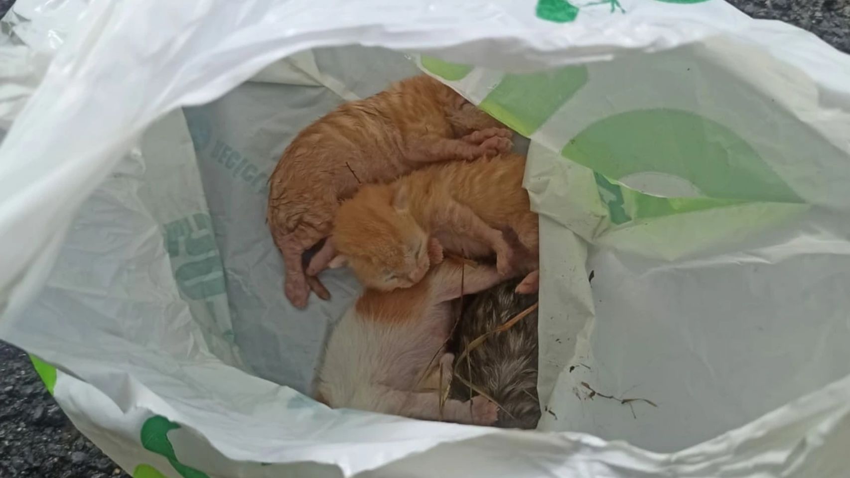 Cachorros de gato abandonados en una bolsa. 