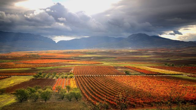 Vista panorámica de viñedos en La Rioja. 