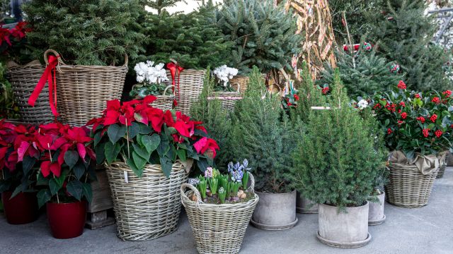 Mercado de plantas y árboles de Navidad.