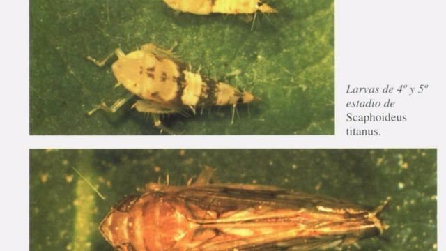 Ejemplares del insecto 'Scaphoideus titanus', causante de la plaga de la flavescencia dorada de la vid.