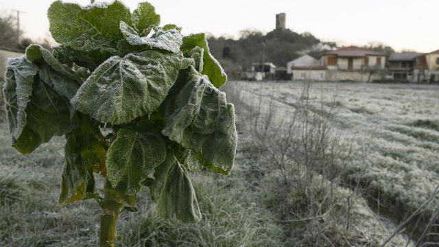 Vegetación afectada por las heladas en el concello de Sandiás, a 24 de enero de 2023, en Ourense.