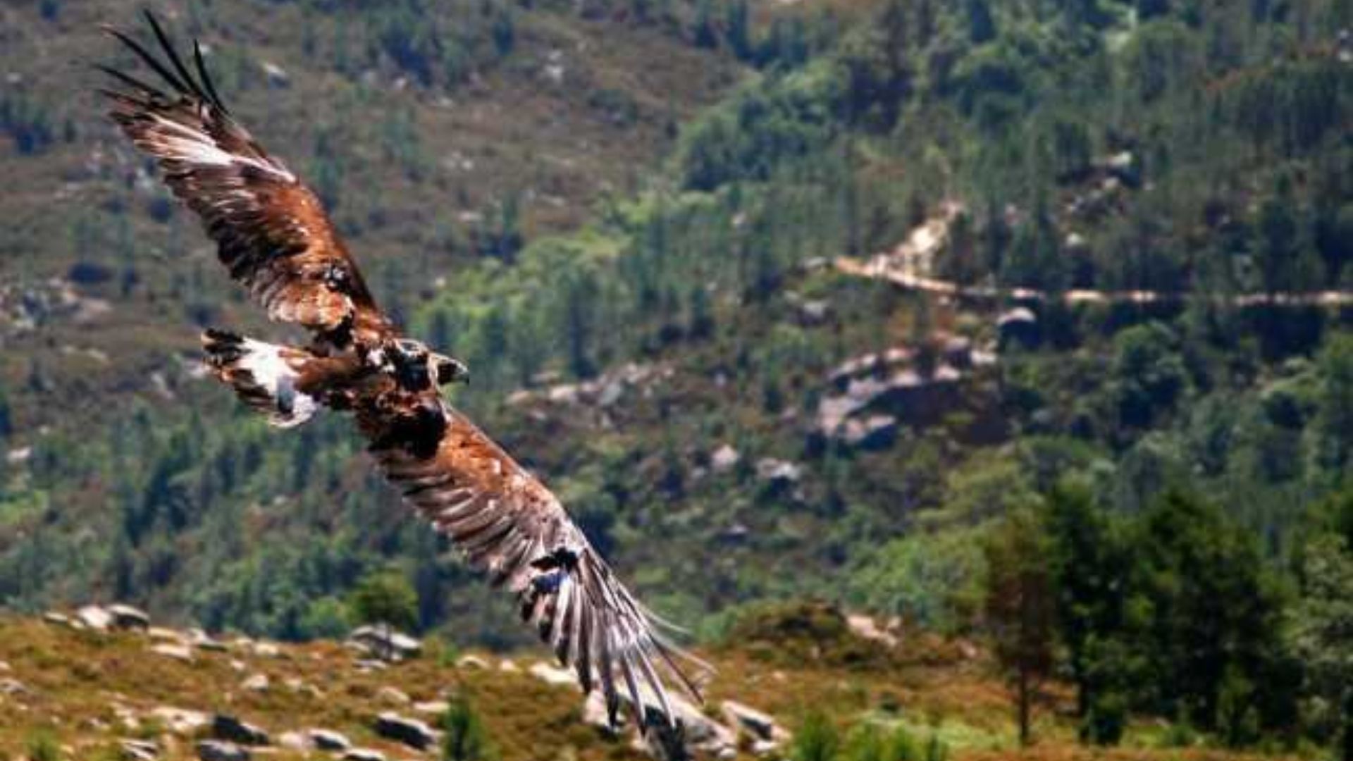Grupos ecologistas de Galicia sostienen que los proyectos eólicos amenazan  al águila real