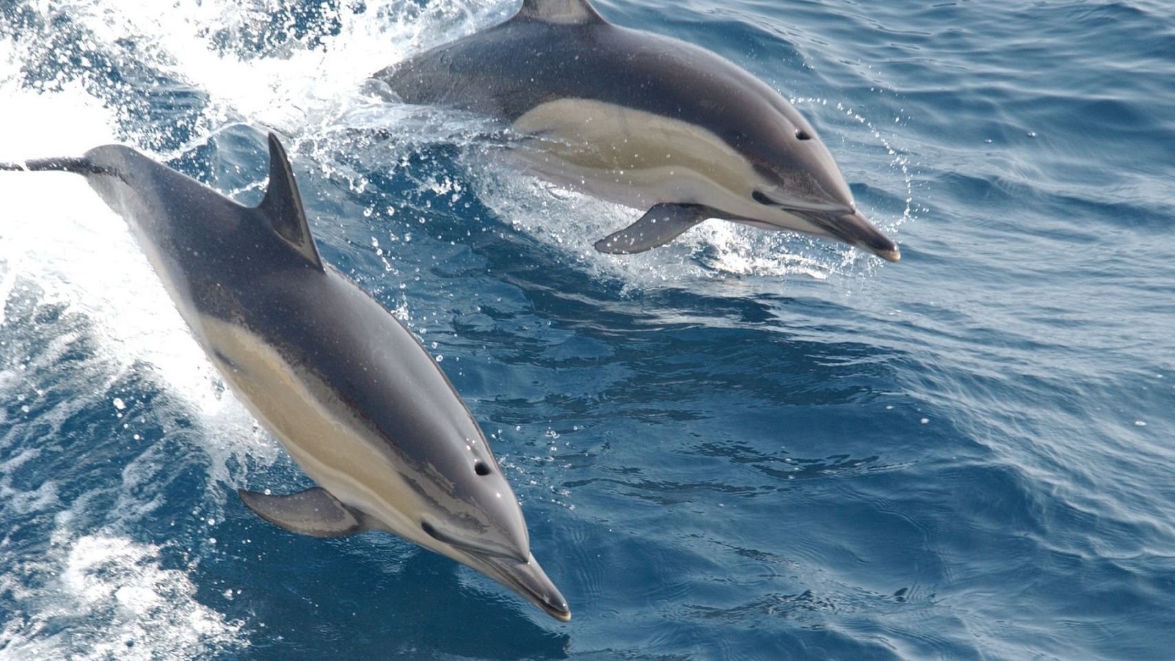 Imagen de archivo de unos delfines.