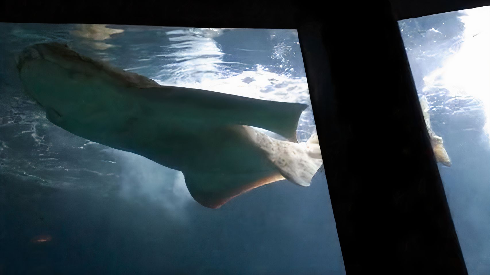 Vídeo] ¿Para qué sirve la aleta de tiburón?