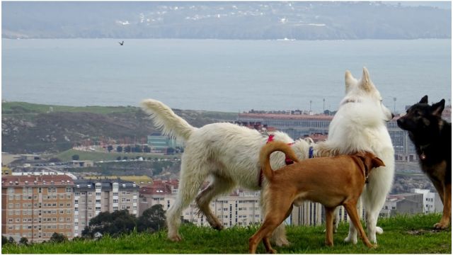 Perros en A Coruña