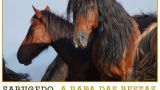 A Rapa das Bestas de Sabucedo 2023 en A Estrada: Programa, cartel y agenda completa