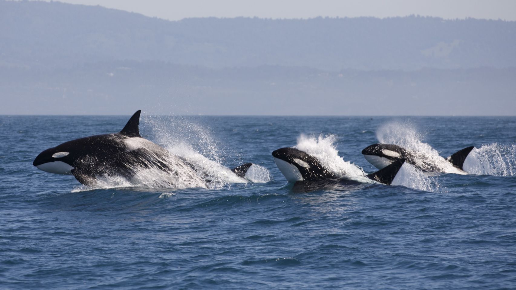 Un grupo de orcas en una imagen de archivo.