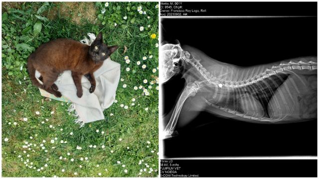 El gato Morito y su radiografía mostrando el balín con el que le dispararon