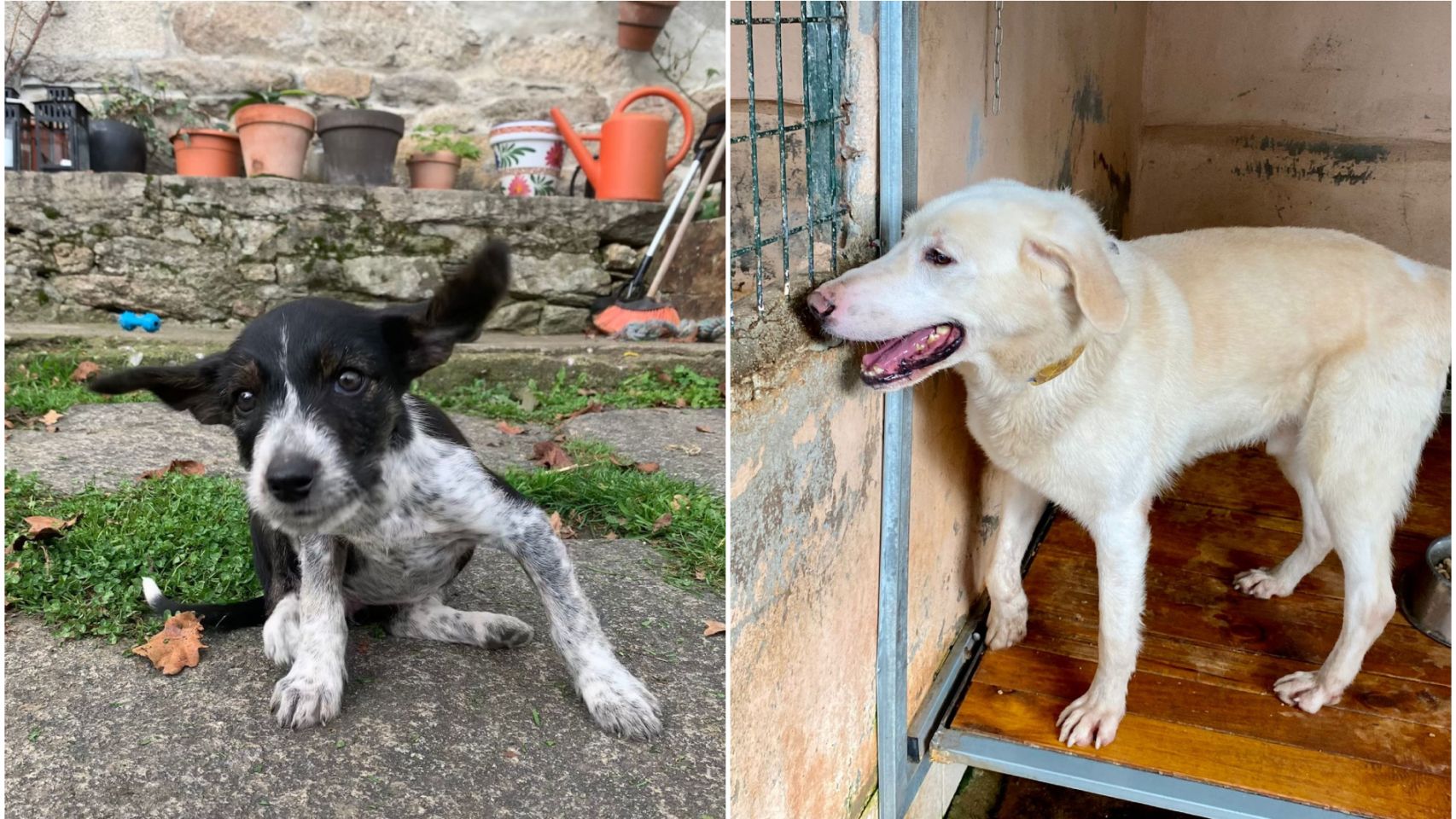 Dos perros en la Protectora de Animales y Plantas de Lugo