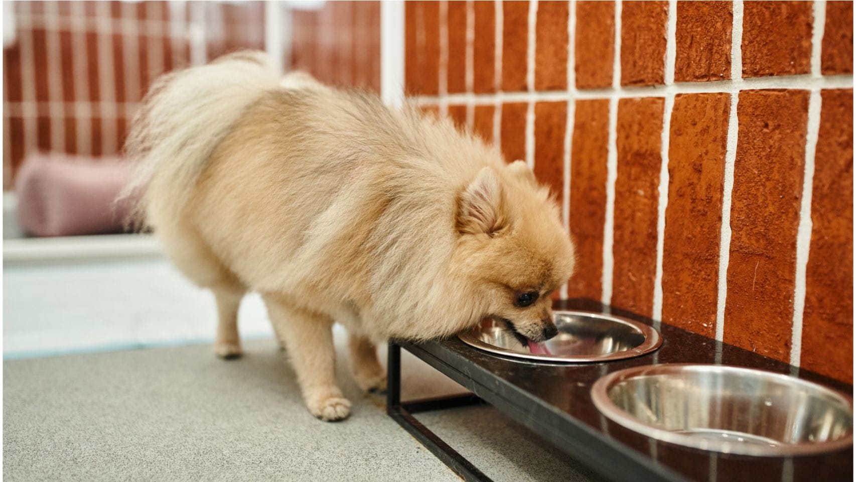 Imagen de archivo de un perro en una residencia canina