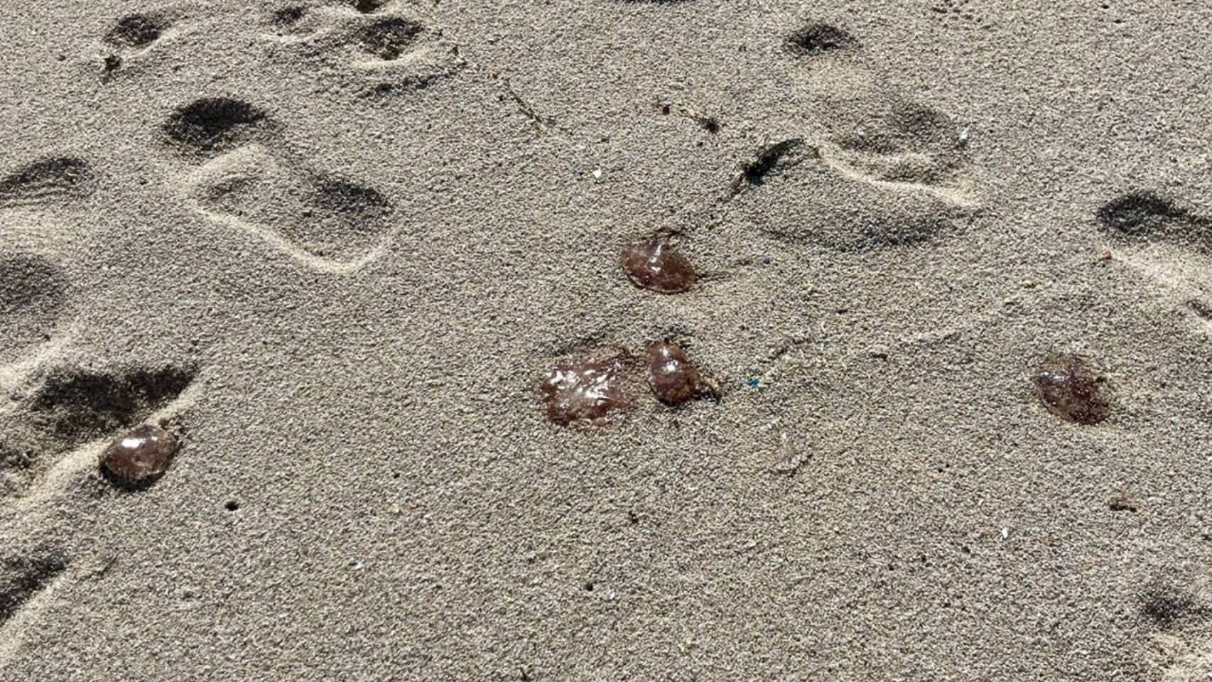 Medusas en playa Riazor