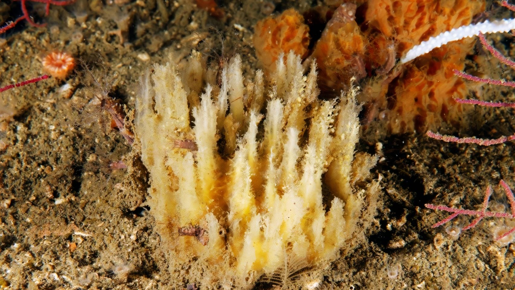 La esponja marina descubierta en aguas gallegas.