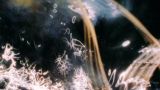 Proyección de 'Betzy Bromberg. Programa 2' - (S8) XVI Mostra Internacional de Cinema Periférico en A Coruña