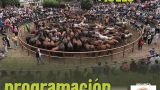 Baixa das bestas de Amil 2026 en Moraña: Programa, cartel y agenda completa